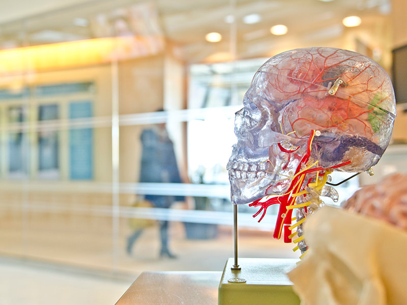 Human Skull Anatomy